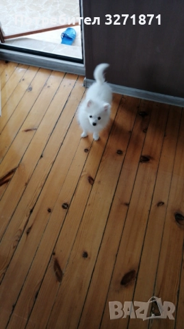 Продавам , снимка 3 - Померан - 52358692