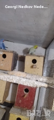 Продавам малки александри , снимка 3 - Папагали - 52697084