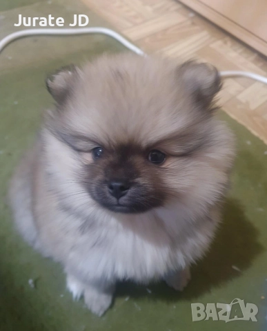 Померан, женско. 