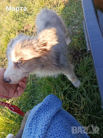 кученце бордър коли, снимка 3 - Бордър коли - 53749282