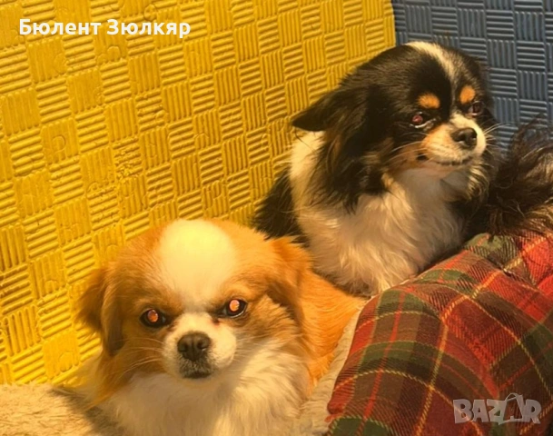 Мини чихуахуа , снимка 5 - Чихуахуа - 53597369