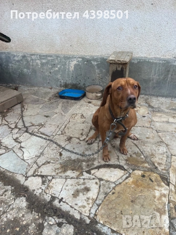 Кучето е женско на 4 гд, снимка 4 - Гонче - 53134469
