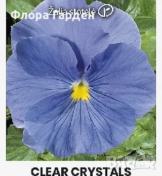 СЕМЕНА - Цветя двугодишни и многогодишни, снимка 11 - Сортови семена и луковици - 47504913