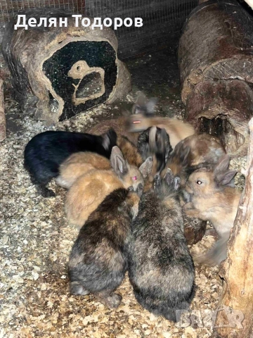 Мини зайчета , снимка 2 - Декоративни зайчета - 52875600