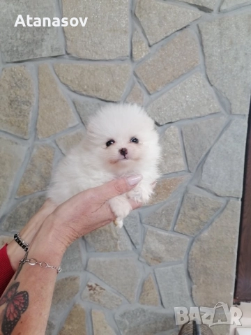 Померан Померанче