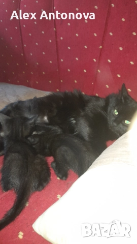 подарявам черни пантерчета, снимка 1