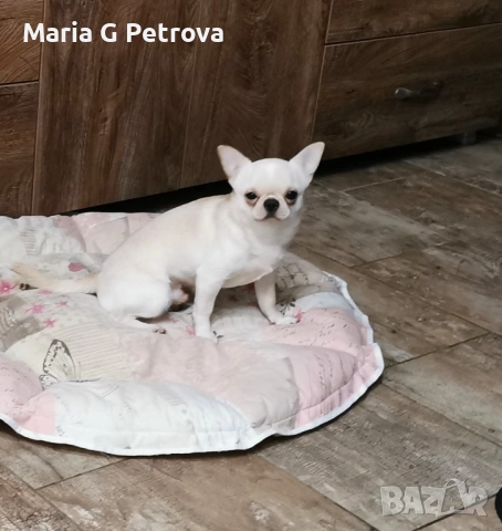 Мъжко чихуахуа, снимка 3 - Чихуахуа - 53783346