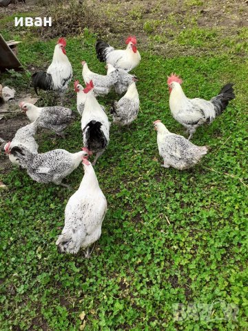 СРЕБЪРНО БРЕЗЕ -РАЗПЛОДНИ ЯЙЦА, снимка 7 - Кокошки и пуйки - 35769991