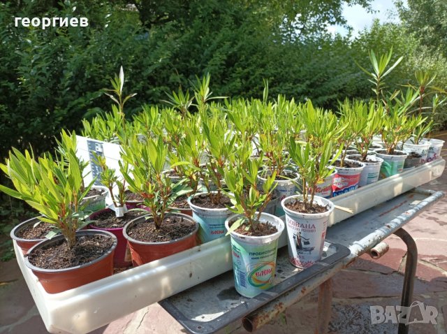 Олеандър/Зокум/Лян/Nerium Oleander, снимка 1 - Градински цветя и растения - 41400632