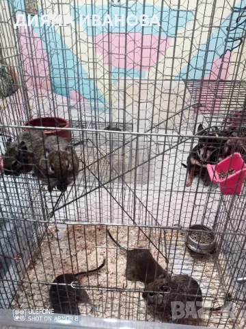 Катерички дегу, снимка 9 - Други - 48394612