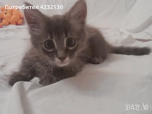 Продавам Ангорско коте в Ангорски в гр. Хасково - ID47466370 — Bazar.bg