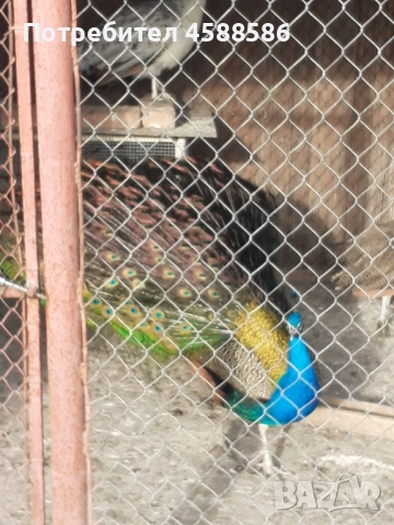 Продавам двойка индийски пауни , снимка 2 - други­ - 51640772