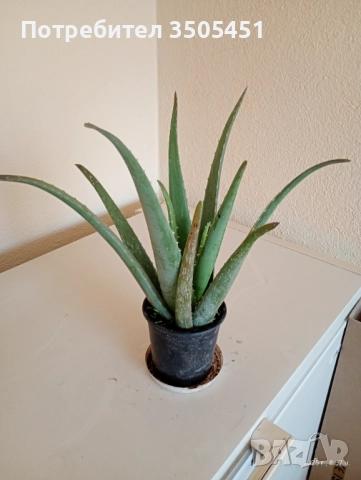 Лечебно алое вера , снимка 4 - Стайни растения - 52409354