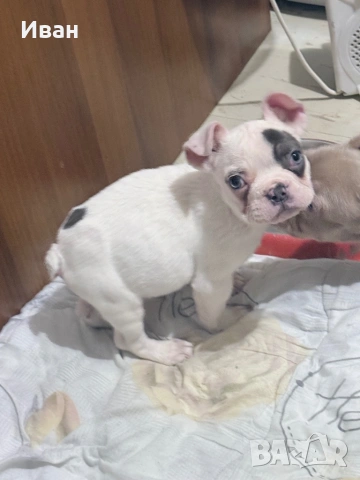 Френски булдог, снимка 2 - Френски булдог - 53281349