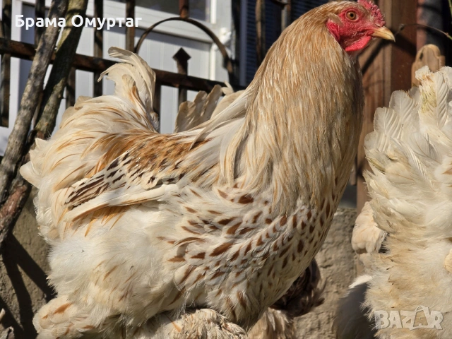 Продавам разплодни яйца от Бяло златна Брама [White gold Brahma], снимка 14 - Кокошки и пуйки - 53811702