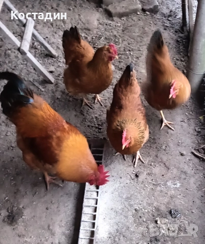 Разплодни яйца , снимка 4 - Кокошки и пуйки - 53141987