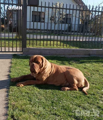Дог бордо,Дог де Бордо, френски мастиф , снимка 3 - Мастиф - 36369129