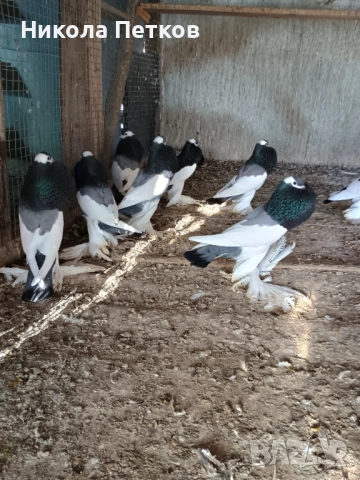 Седлати болани , снимка 5 - Гълъби - 52777307