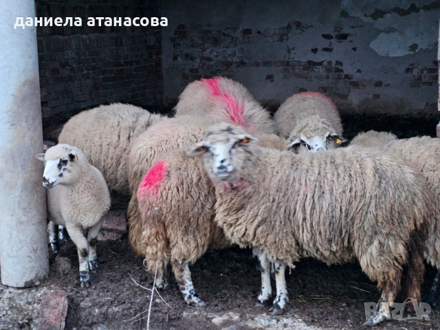 стадо Реплянски овце , снимка 7 - Овце - 44596836