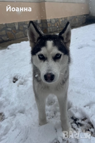 Чистокръвни Хъскита, снимка 3 - Хъски - 52447495