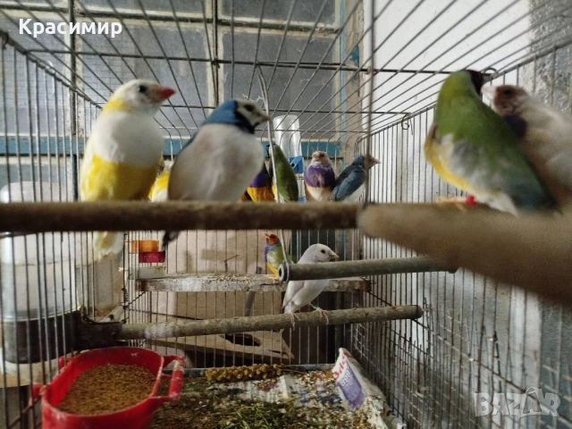 различни видове птици , снимка 3 - Папагали - 52253904