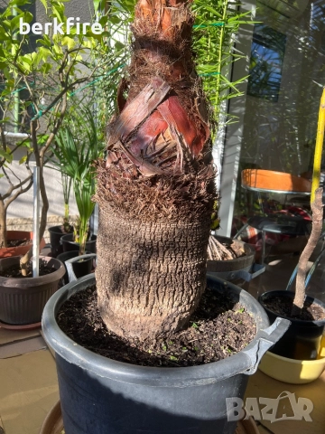 Палма Вашингтон, снимка 7 - Стайни растения - 52942980