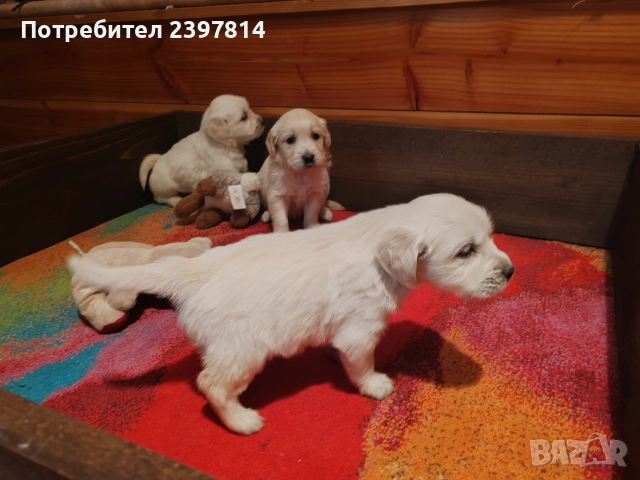 Голдън ретривър , снимка 11 - Голдън ретривър - 52842514