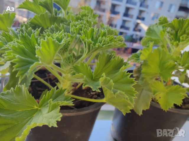 Продавам цветя Кралско (Английско) мушкато - подготвени за обилен цъфтеж през есента, снимка 3 - Стайни растения - 50477875