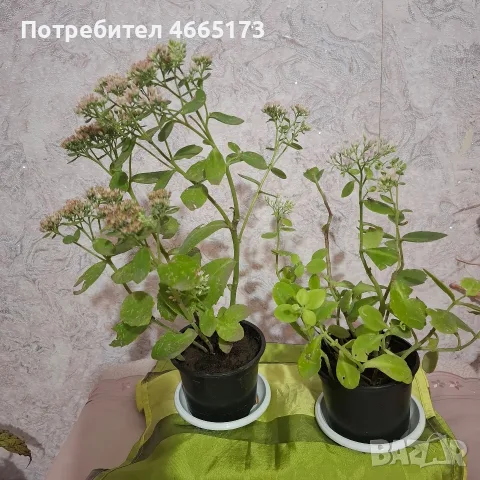 Лечебна Дебела Мара комплект , снимка 3 - Градински цветя и растения - 54580584