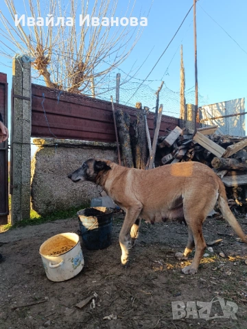 Малки белгийски овчарки , снимка 5 - Белгийска овчарка - 53011130