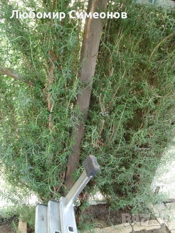 Продавам пресен розмарин от храсти. Цена 15 лв. за килограм, снимка 4 - Стайни растения - 52951397