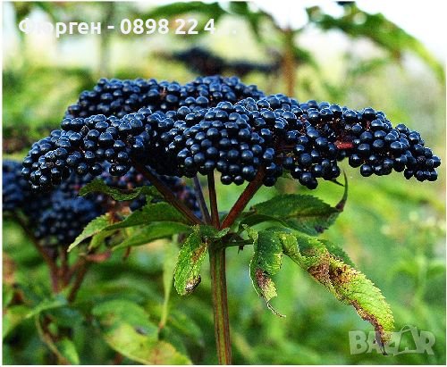 Бъзак - Sambucus ebulus), снимка 1 - Градински цветя и растения - 40890838