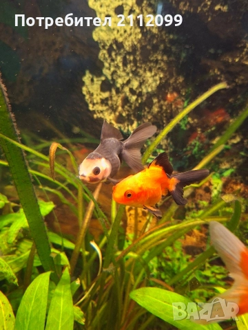 Две оранди 6-7см