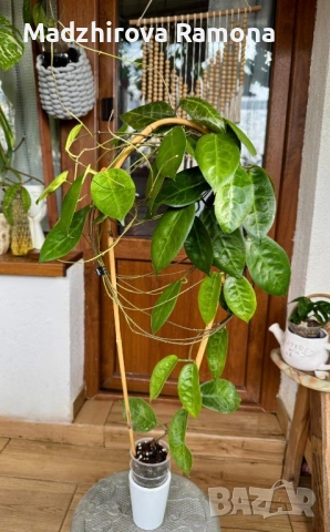 Hoya Piestolepis , снимка 2 - Стайни растения - 53788824