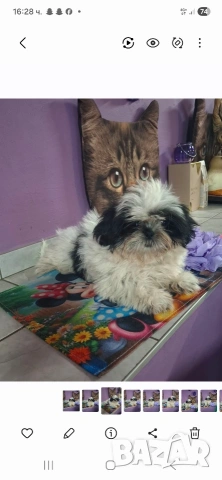 малка принцеса порода Ши тцу