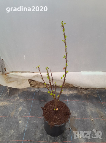 Японска Слива- Prunus triloba Студоустойчива, снимка 6 - Разсади - 36153555