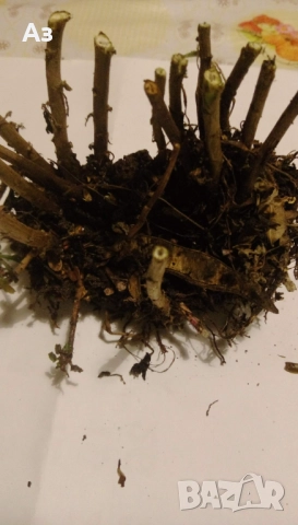 Продавам хризантеми – корени със стъбло за есенно засаждане, снимка 13 - Разсади - 52242527