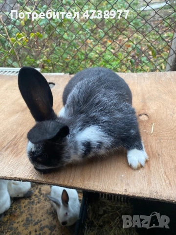 Зайци , снимка 16 - Други животни - 53488376