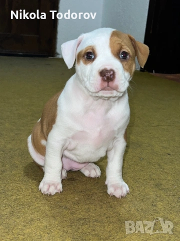 Питбулчета 