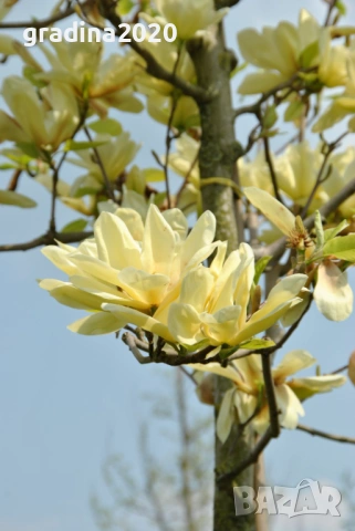 Магнолия Елизабет - Magnolia Elizabet, снимка 3 - Разсади - 53541917