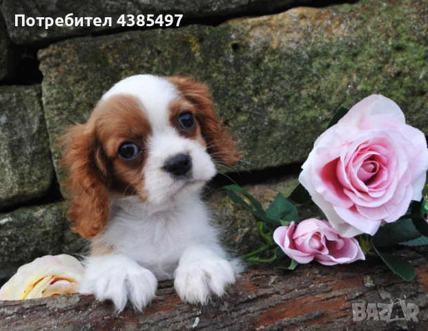 Кавалер Кинг Чарлз Шпаньол мъжко и женско , снимка 4 - Кавалер кинг чарлз шпаньол - 53288486