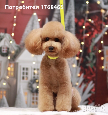 Мъжки мини пудел за разплод, снимка 2 - Пудели - 52676883