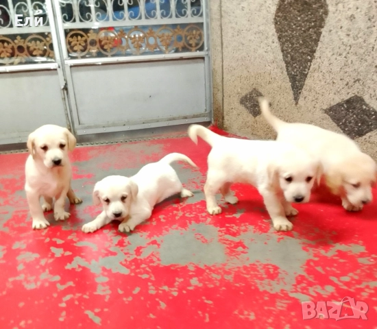 Лабрадор ретривър 