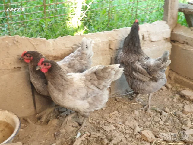 продавам кокошки 