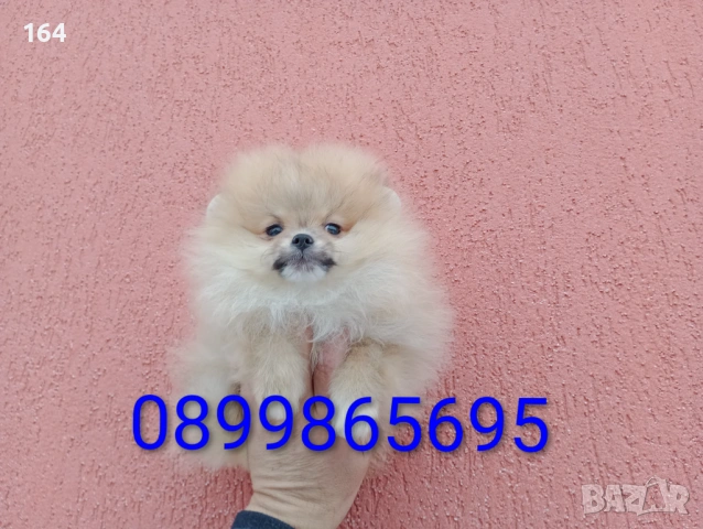 Мъжки и женски Померани Реални снимки от 02.02.26 г. , снимка 7 - Померан - 53328053