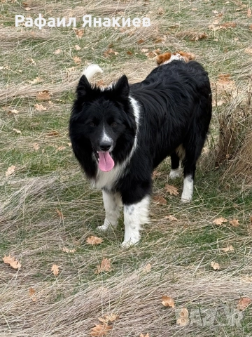 Бордър коли, снимка 1