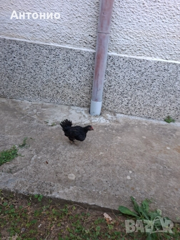 продавам джинки , снимка 5 - Кокошки и пуйки - 52171441