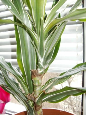 Продавам цветя Драцена – малки, снимка 4 - Стайни растения - 52965267