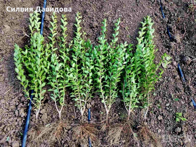 Лигуструм Овалифолиум на гол корен , снимка 6 - Градински цветя и растения - 53389674