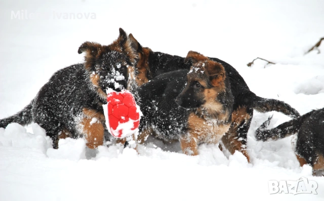 Немски овчарки с родословие , снимка 10 - Немска овчарка - 53336696